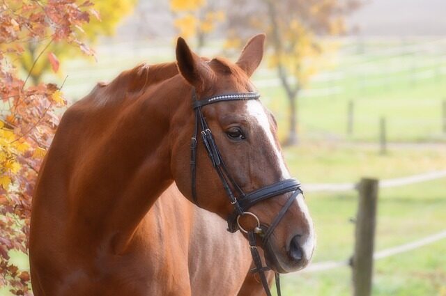 Equitation